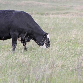 cow grazing in a pasture