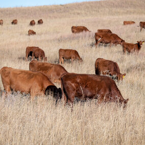 Cows grazing on rangeland