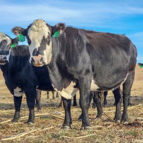 black cows on pasture