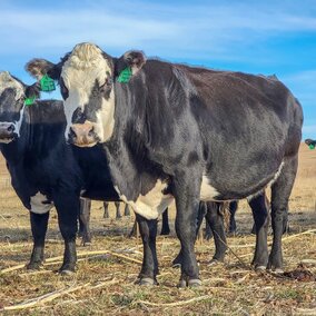 black white face cow