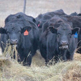 Cows eating meadow hay