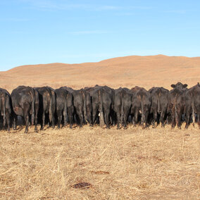 Cows feeding on range