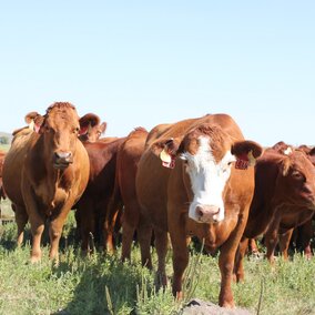 Cows with calves