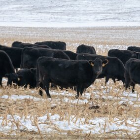 Cows on cornstalks