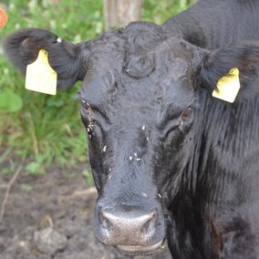 Face flies on cow
