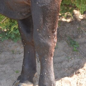 Stable flies on cattle legs