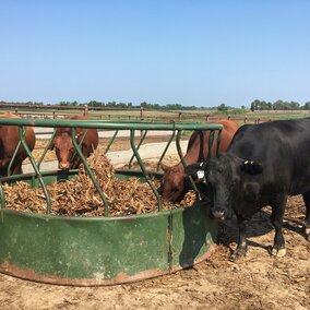 Cowseating cornstalk residue in a round bale feeder