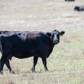 Cow grazing