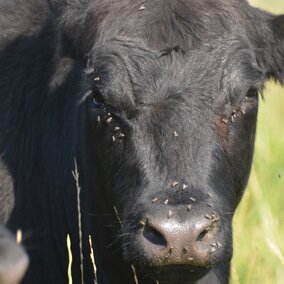 Face flies feeding on steer