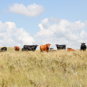 Cows graze on fall rangelands.