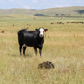 Fall calving cow and calf