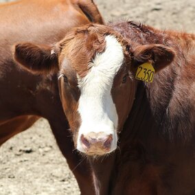 Feedlot steer