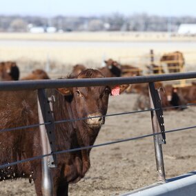 Steers in feedlot