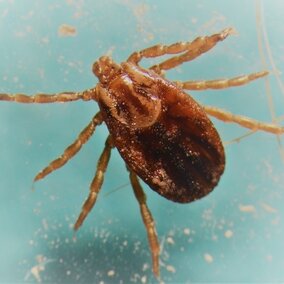 Female winter tick