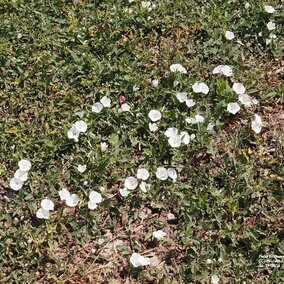 Field bindweed