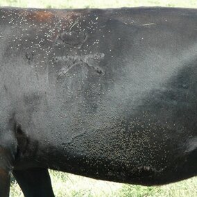 flies on a cow's back