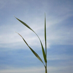 Close up of grass leaves