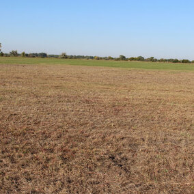 a cornfield