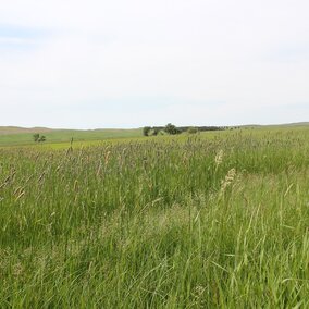 Pasture grasses