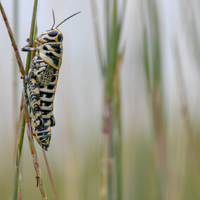 Striped grasshopper clinging to a tall blade of grass in a blurred natural background.