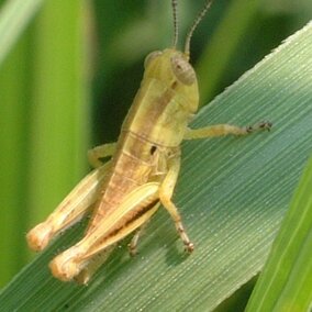 Green grasshopper nymph on grass blade.