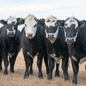 Heifers