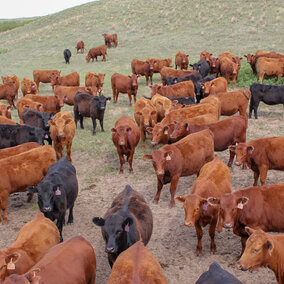 Heifers on rangeland