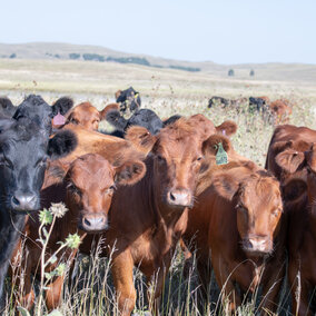 Heifers on pasture