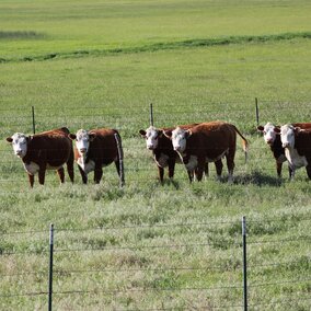 Cattle
