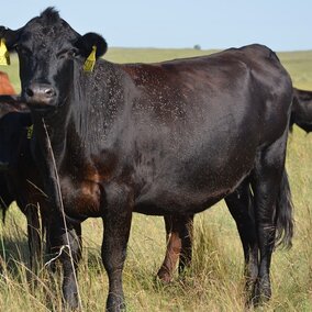 Horn flies on pastured cattle.