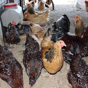A variety of hens feed in their pen