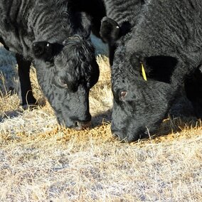 Cows eating DDG