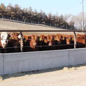 Calves at bunk