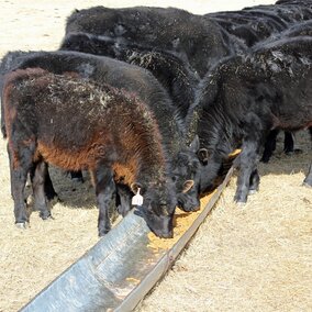 cattle eating feed