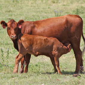 Cow and calf