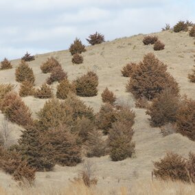 Eastern redcedar