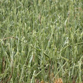 Hailed corn plants