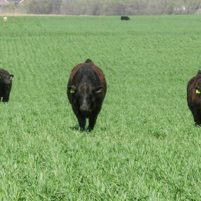 Grazing calves