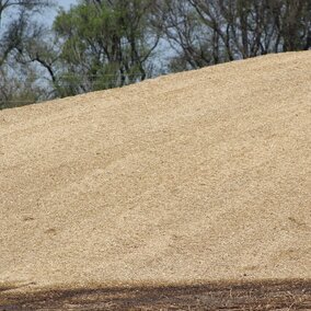 Hailed corn silage