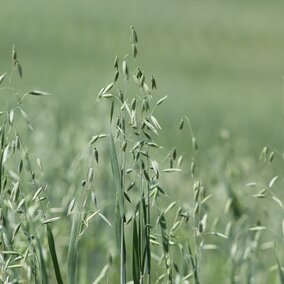 Oats