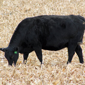 Cow grazing corn stalk residue