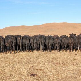 Fed cows