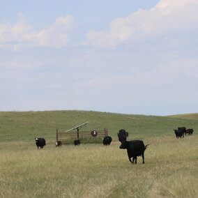 Black cows in pasture