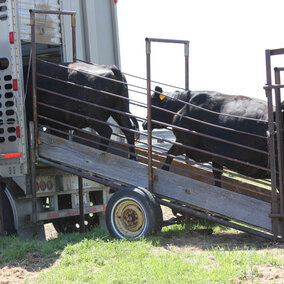 cattle walking up shoot into transport vehicle