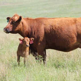 Cow calf