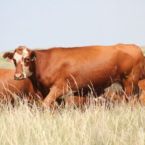 Cow