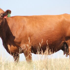 Cow