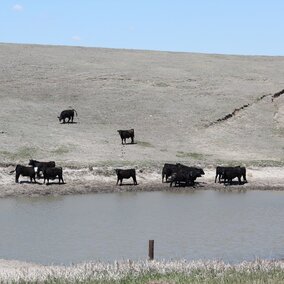 Cattle in pond