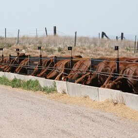 Confined feeding cows