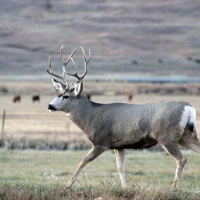 a buck running through a field